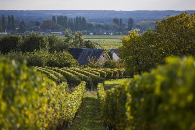 Vignoble Saint Nicolas de Bourgueil